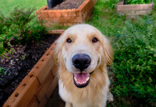 Toronymagasan ezek a legokosabb kutyafajták: nem véletlenül emelkednek ki a többiek közül