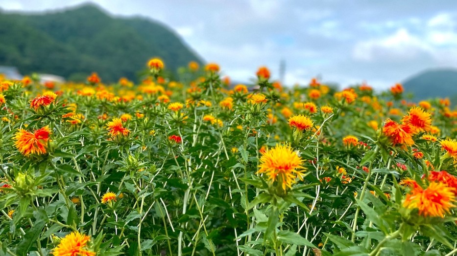 A sáfrányvirág egyedülálló tulajdonságokkal bír, ha az öregedés jeleivel kell felvenni a harcot
