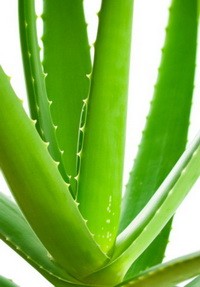 200-aloe-vara-gyogyszer-d0000DCBB94aaf8f6f586.jpg