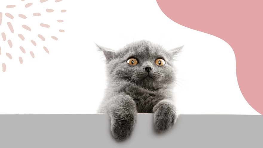 Ezektől a húsvéti nyusziktól mi is frászt kaptunk, hát még a gyerekek...