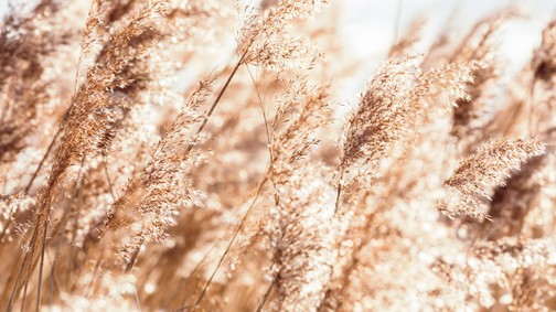 Ha a klímaváltozás így halad tovább, erdős sztyeppévé válhat Magyarország