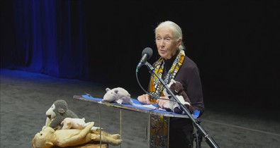 Elképesztően izgalmasnak ígérkezik a Jane Goodallról szóló dokumentumfilm