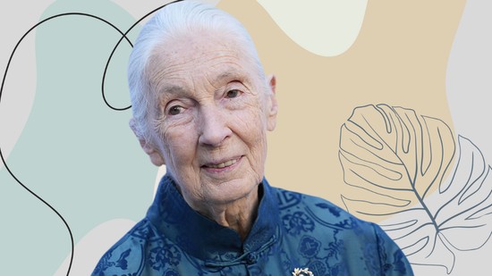 „Én csak egy lány voltam” -  Mit tanulhatunk 2025-ben Jane Goodalltól? Többet, mint hinnéd!