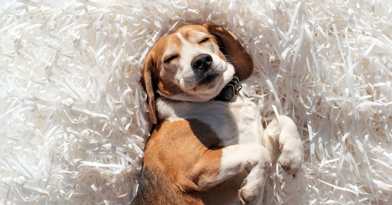 Ezt jelenti, ha ebben a pózban alszik a kutyád