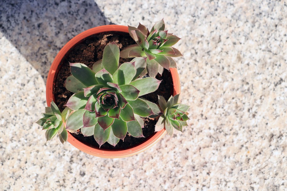 Kövirózsa (Sempervivum)