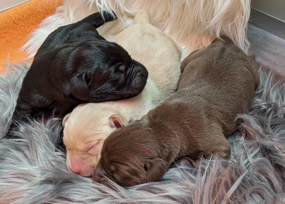 A vakvezetőkutyák esetében különösen fontos, hogy elkerüljék a túltenyésztést, egy szukának maximum háromszor lehetnek kölykei