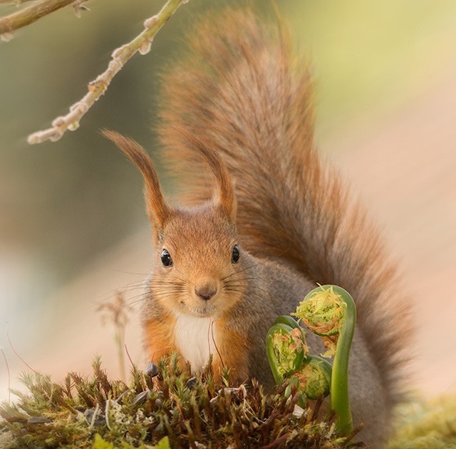 Így lett ebből a mókusból a Trónok harca sztárja!