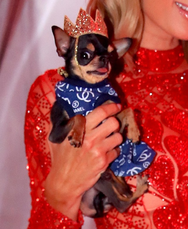 Paris Hilton kutyája