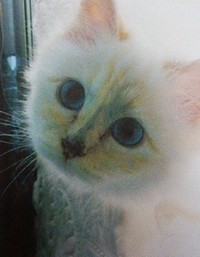 Lagerfeld Chanel táskát nevezett el a cicájáról