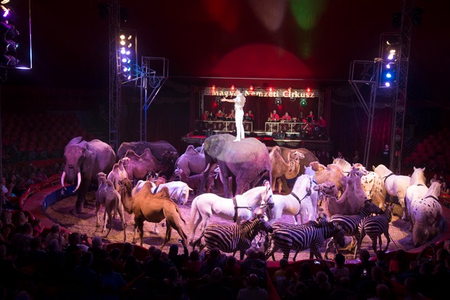 Élete a cirkusz! Interjú Ijfabb Richter Józseffel!