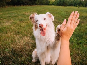 Kvíz: 10 nem mindennapi kutyafajta, amit csak az igazi profik ismernek fel