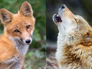 Melyik a kedvenc állatod az alábbiak közül? Meglepő dolgot árul el rólad