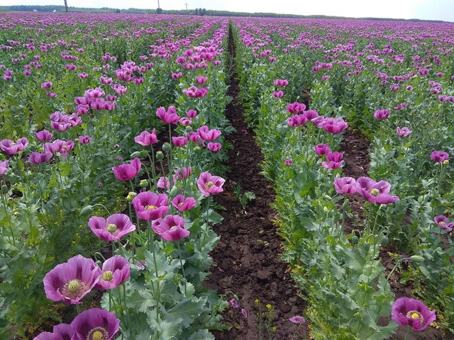 Igazi vitaminbomba, és bizony, itthon is terem: érdemes mákot fogyasztani