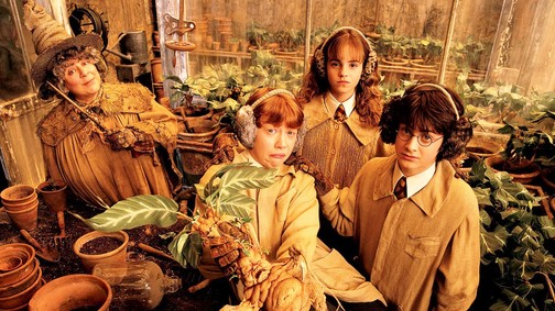 A legjobb beltéri növények, amelyek az otthonod ékei lehetnek