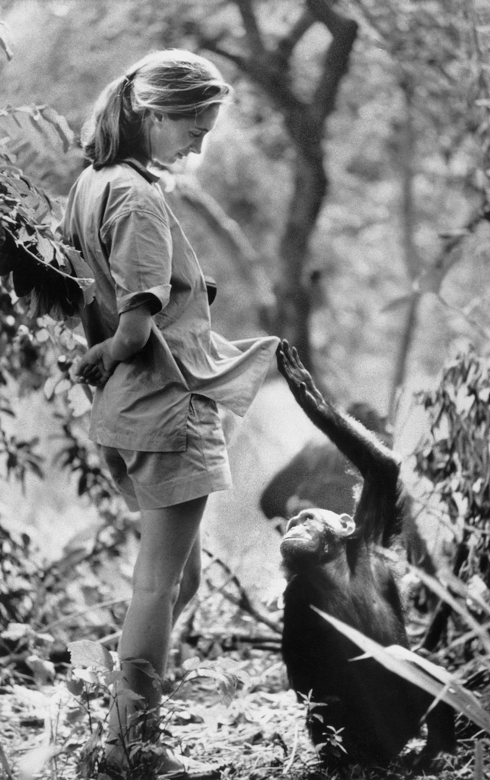 A hetvenes években Jane Goodall Tanzániában tanulmányozta a csimpánzokat