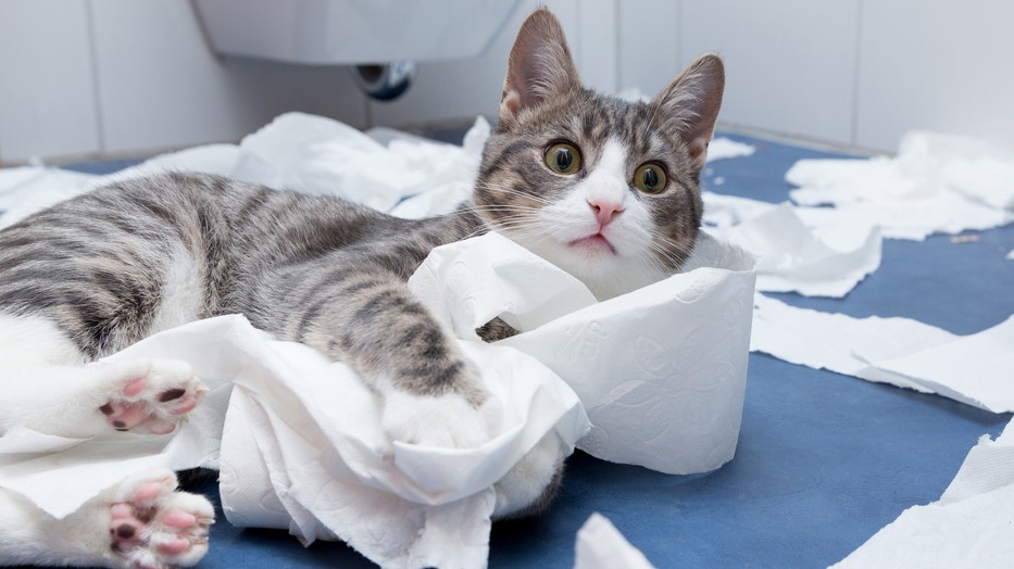 Néhány dologra érdemes nagyon odafigyelni, amikor kimész a mosdóba