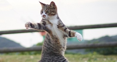 A ninja-macskák léteznek! Elképesztő cuki fotókkal bizonyítjuk be!