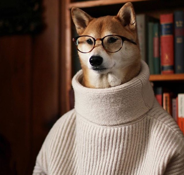 Menswear Dog
