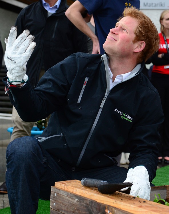 Harrynek ez is sikerült, az arckifejezéséből ítélve, alighogy elültette, a növény, máris termőre fordult.