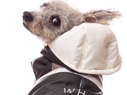 A háromlábú, örökbefogadott kutyus kollekciója még több állat életét mentheti meg