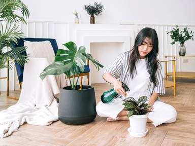 5 szobanövény, ami jót tesz az egészségednek, és eddig fogalmad sem volt róla