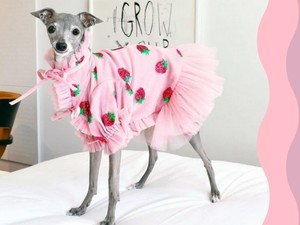 Ha esetleg nem tudtad, a legnagyobb stílusikonok ezek a kutyák!