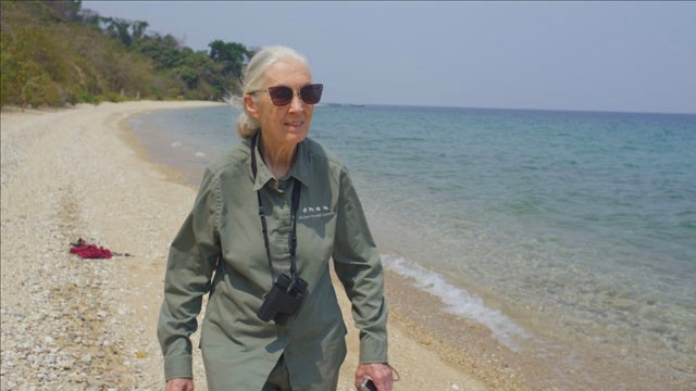 Elképesztően izgalmasnak ígérkezik a Jane Goodallról szóló dokumentumfilm
