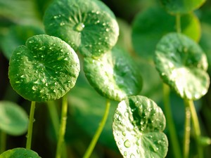 Ez a gyógynövény segít, hogy tovább élj