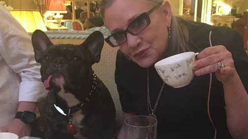 Így reagált Carrie Fisher kutyusa, amikor az új Star Wars-ban meglátta gazdáját! Nagyon megható!