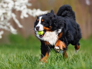 Ezért ne adj soha a kutyádnak teniszlabdát, állatorvos figyelmeztet a veszélyre