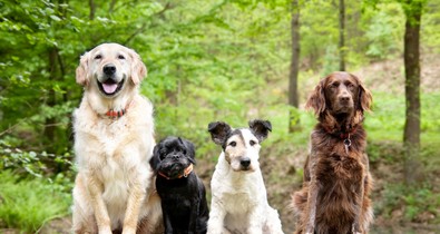 Toronymagasan ez a nyolc legbarátságosabb kutyafajta a szakértő szerint