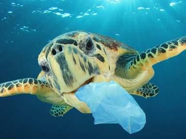 Már a méhlepényünkben is mikroműanyag van – hogyan védekezhetünk az élővilág csendes gyilkosai ellen?