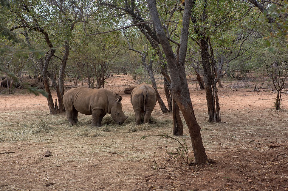 A Fekete Mambák a dél-afrikai természetvédelem hősnői
