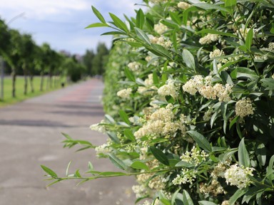 Soha ne ültesd a kertedbe ezeket a cserjéket, ha jót akarsz, a kertész is figyelmeztet
