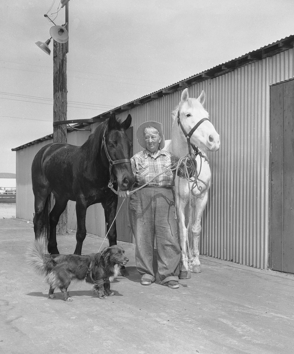 Mesannie Wilkins két lova, akik elkísérték a nagy útra