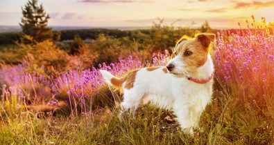 Kamilla, rozmaring, körömvirág - természetes gyógymódok házi kedvenceknek