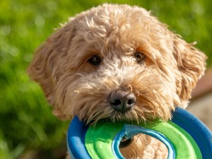 A négylábúak iránti szeretet mindent felülír - Így született a Petwisecare