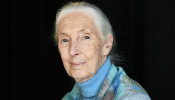 Ezek voltak Jane Godall utolsó szavai - A Netflix dokumentumfilmjét mindnekinek látnia kell