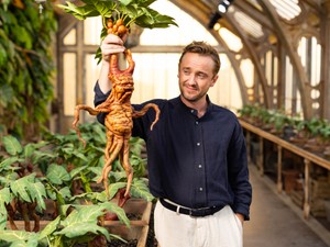 Tom Felton alkoholista lett a Harry Potter után, és az elvonóról is megszökött