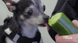 Az uborka 10 hatása, ami előnyös a szervezetre