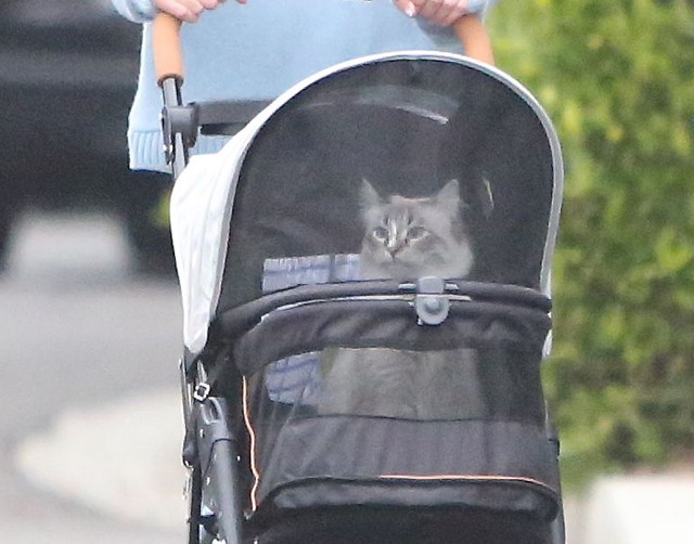 A hét legjobb pillanata: Jennifer Garner babakocsiban sétáltatja a MACSKÁJÁT