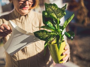 5 szobanövény, ami mérgező, és szinte senki nem tud róla