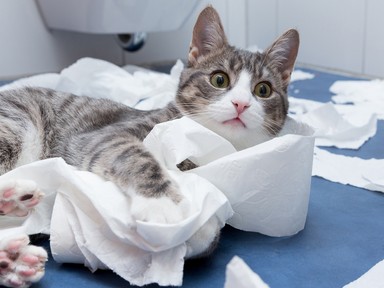 Igen, eddig egész életedben rosszul használtad a WC-papírt a szakember szerint: ez komoly egészségügyi kockázatokat jelenthet