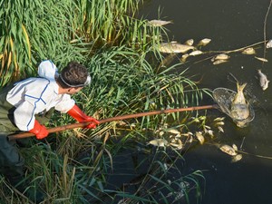 WWF-jelentés: A vadvilág populációi már 69%-kal zsugorodtak