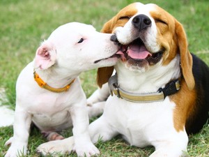 Egy desszert árából vehetsz ételt menhelyi kutyusoknak a Netpincéren