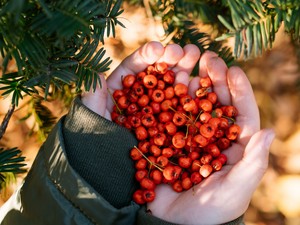 Immunerősítő hatásuk verhetetlen és fillérekért beszerezheted őket bárhonnan - gyűjts te is gyógynövényeket