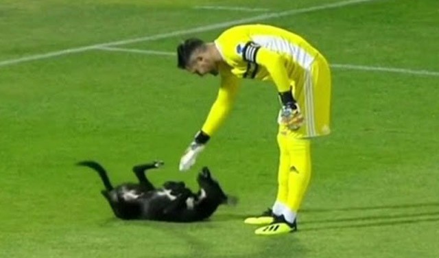 Nem lesz cukibb ma a focipályára szaladó kutyánál