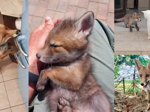 A Rókales nevű Tiktok-oldal miatt tört ki a rókamánia Magyarországon