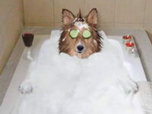 Teeee?kis kutya-kutyánszky!