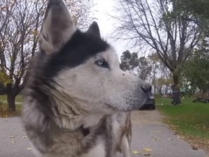 Elolvadsz, ha megnézed! Ennek a kutyának egy kacsa a legjobb barátja